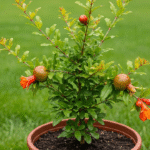 Pomegranate Plant