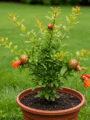 Pomegranate Plant