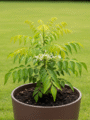 Curry Plant