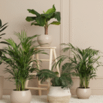 Top Air-Purifying Plants Ranked: Which One Cleans Your Indoor Air the Most?