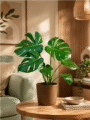 Monstera Deliciosa Plant (XL)