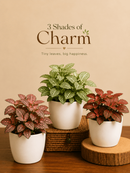 Set of 3 Indoor Plant Combo - Fittonia