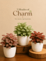 Set of 3 Indoor Plant Combo - Fittonia
