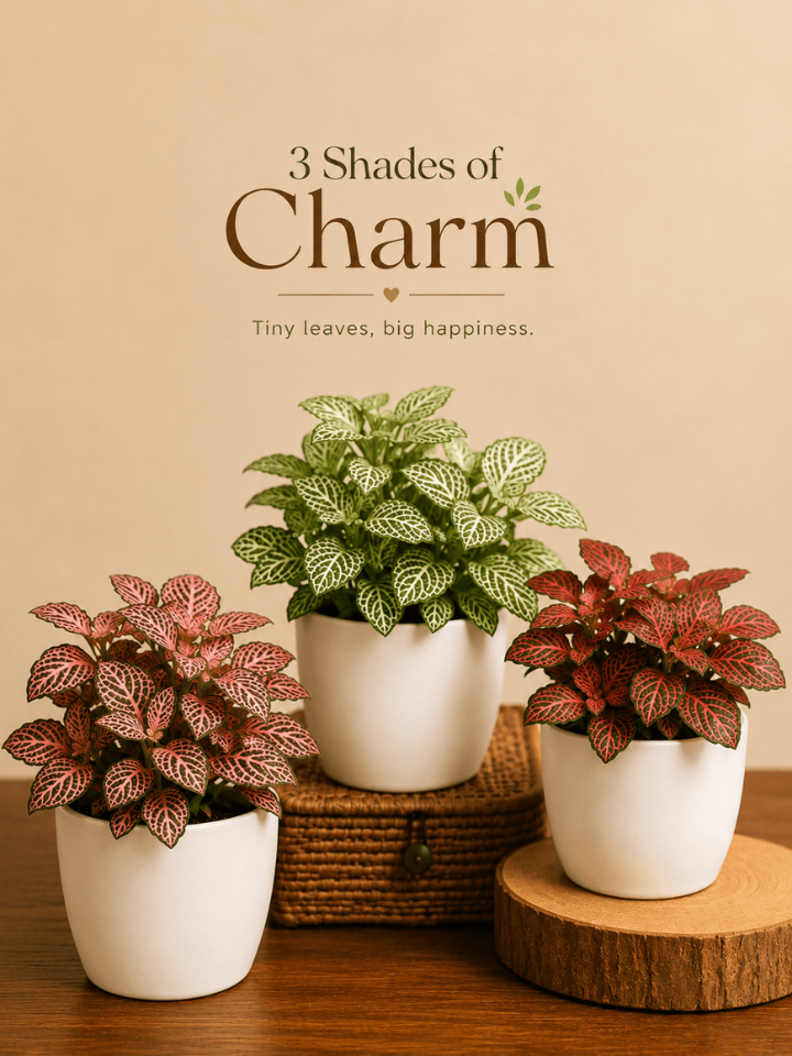 Set of 3 Indoor Plant Combo - Fittonia (1) Set of 3 Indoor Plant Combo - Fittonia