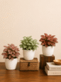Set of 3 Indoor Plant Combo - Fittonia