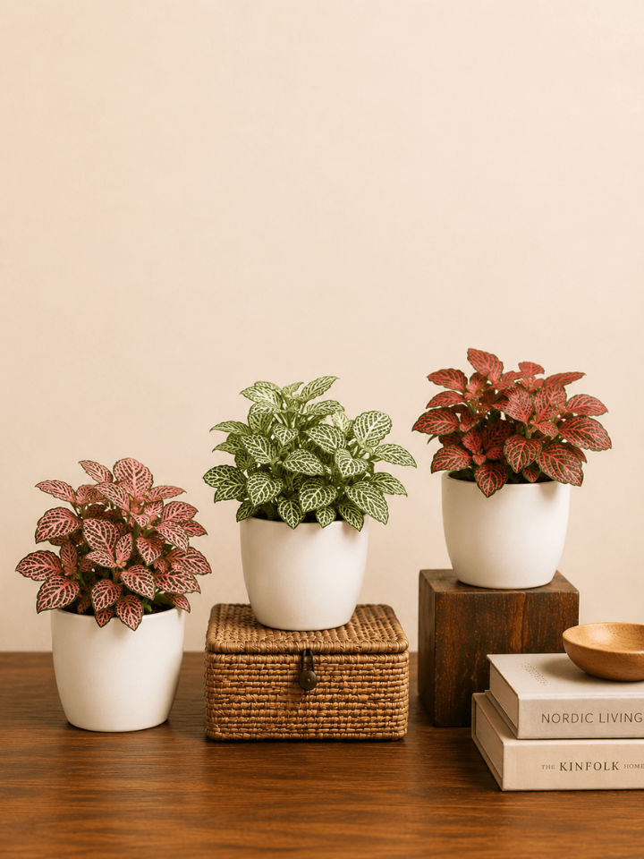 Set of 3 Indoor Plant Combo - Fittonia