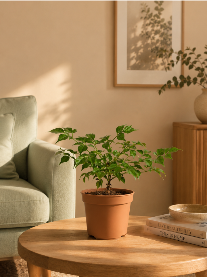 China Doll Plant China Doll Plant