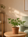China Doll Plant