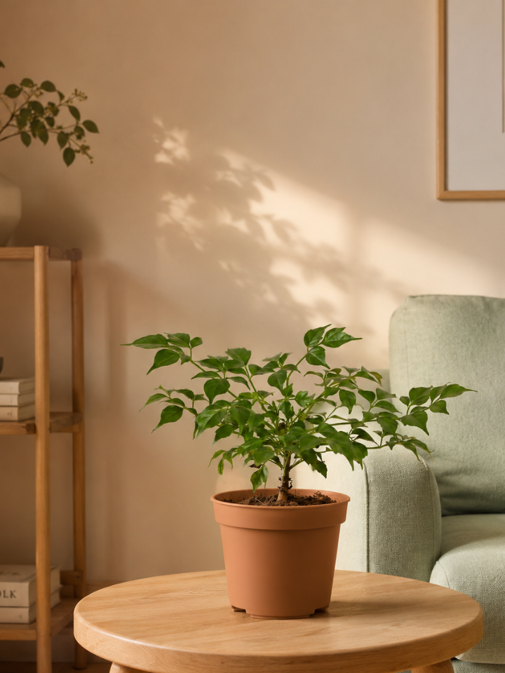 China Doll Plant