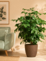 China Doll Plant
