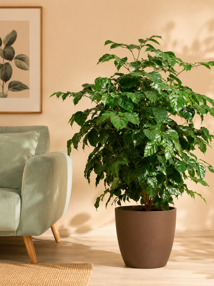 China Doll Plant