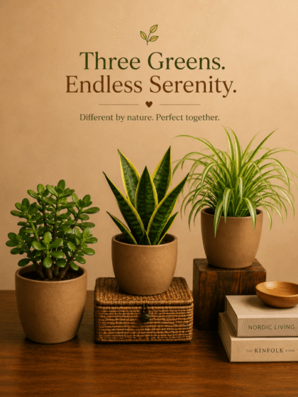 Air Purifying Indoor Plants Combo