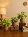 Combo of 3 Minimalist Plant Set
