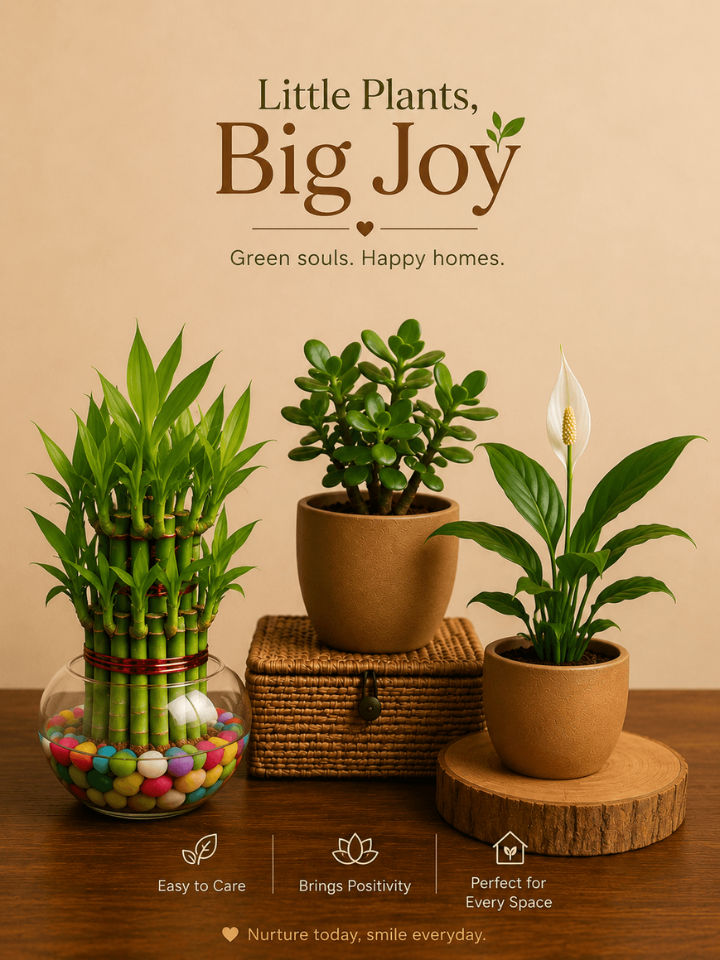 Set of 3 Vastu Plants