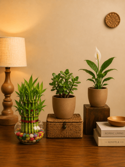 Set of 3 Vastu Plants