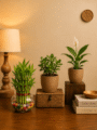 Set of 3 Vastu Plants
