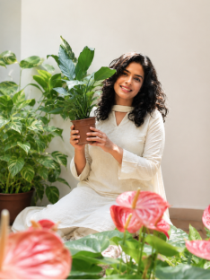 Salt Lake - Testimonial - Monstera Deliciosa Plant (XL)