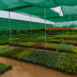 Where to Buy Plants in Kolkata | Nurseries & Home Delivery
