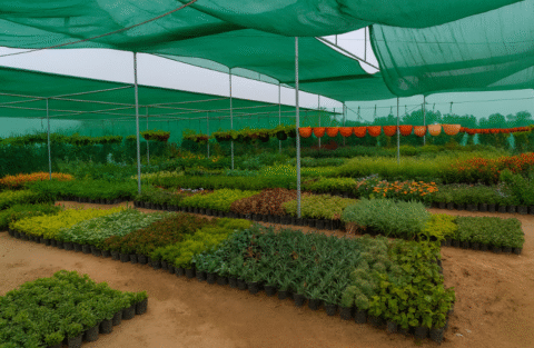 Where to Buy Plants in Kolkata | Nurseries & Home Delivery